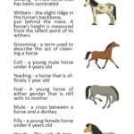 17 Saddle Worksheets Printable