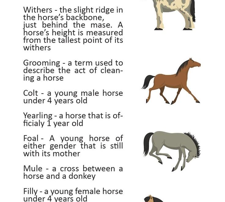 17 Saddle Worksheets Printable
