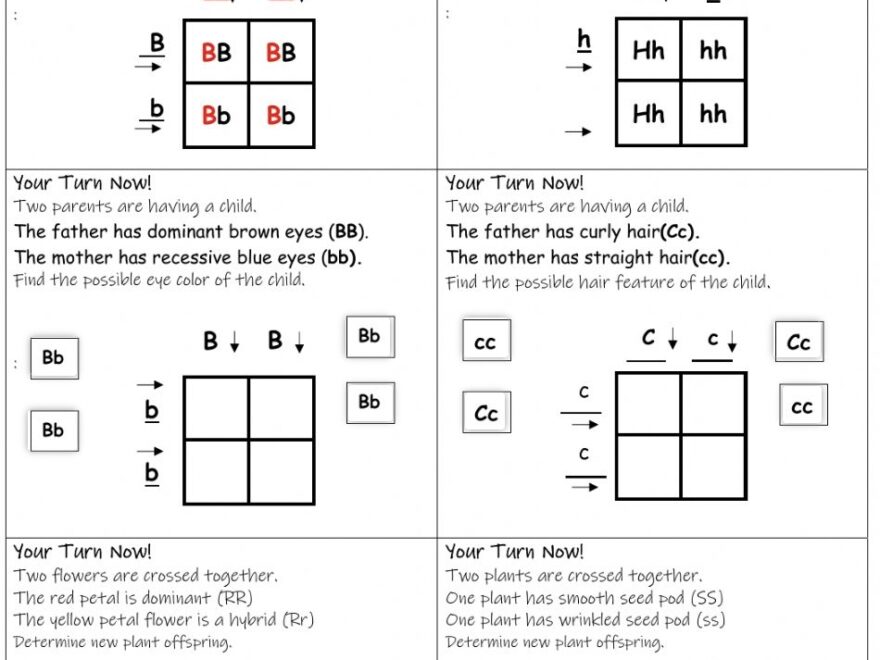 9 Hands On Worksheet Punnett Square Worksheet The Teach Simple Blog