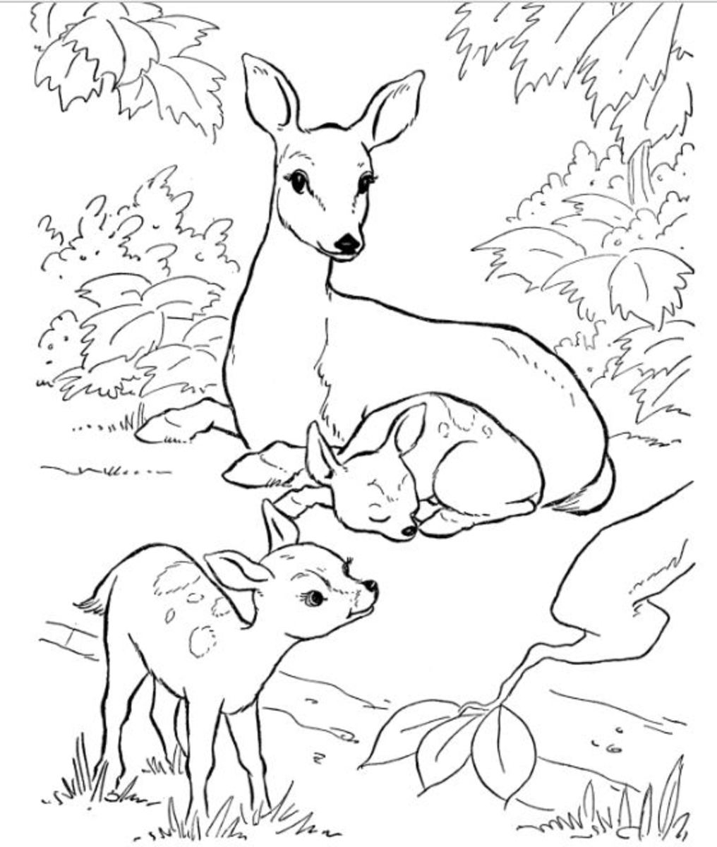 Coloring Book Free Nature Images Printables