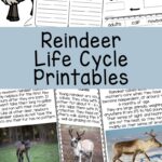 Caribou Animal Facts Reindeer Life Cycle Fun With Mama